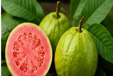 Sonhar com goiaba: o que esse sonho pode revelar sobre sua vida?
